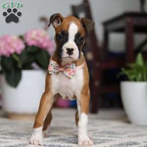 Indigo, Boxer Puppy